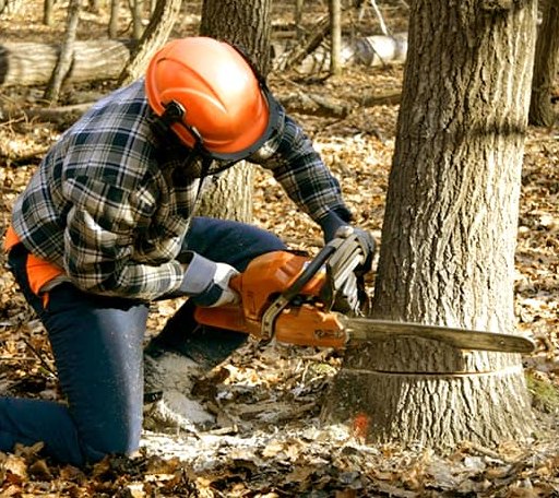 Tree Removal in Lueders, TX